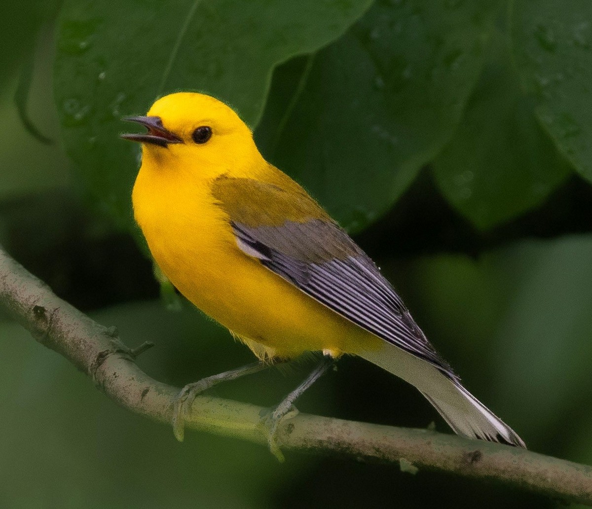 Prothonotary Warbler - Rick Simpson