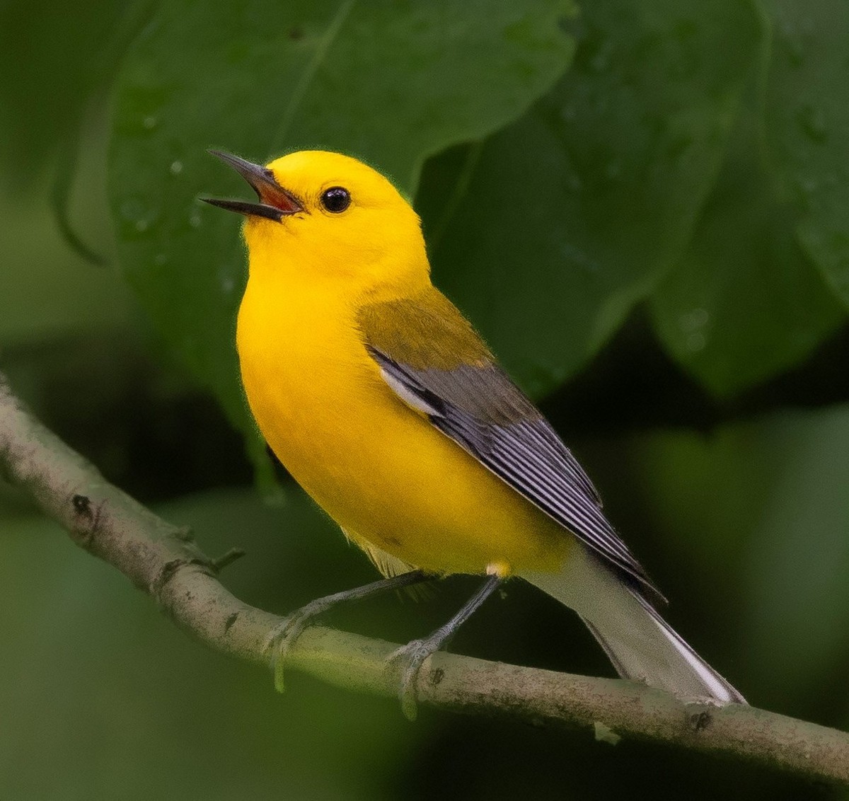 Prothonotary Warbler - Rick Simpson