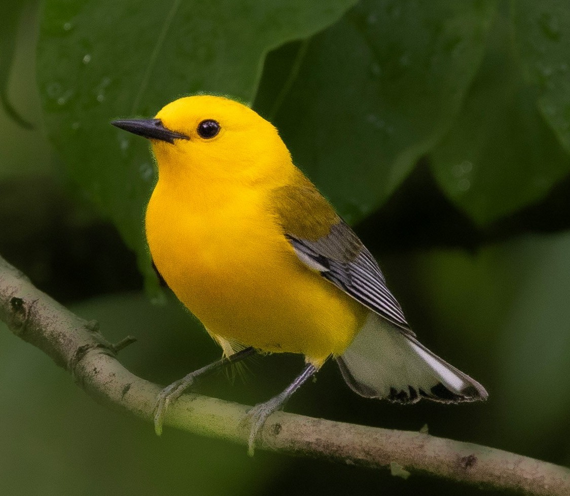 Prothonotary Warbler - Rick Simpson
