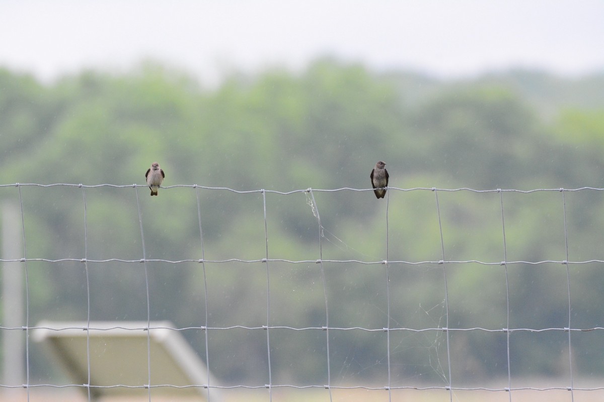 Northern Rough-winged Swallow - Wes Hoyer