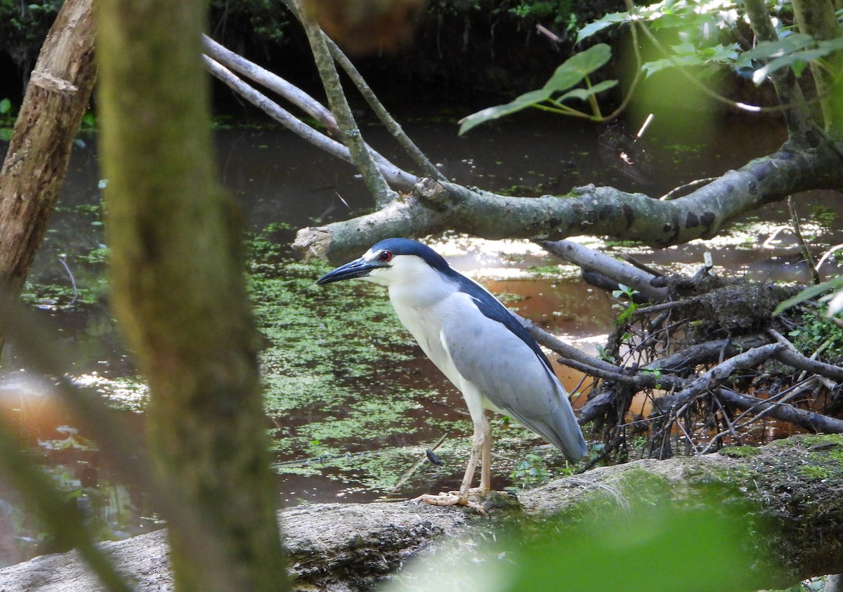 Black-crowned Night Heron - Ed Wrzesniewski