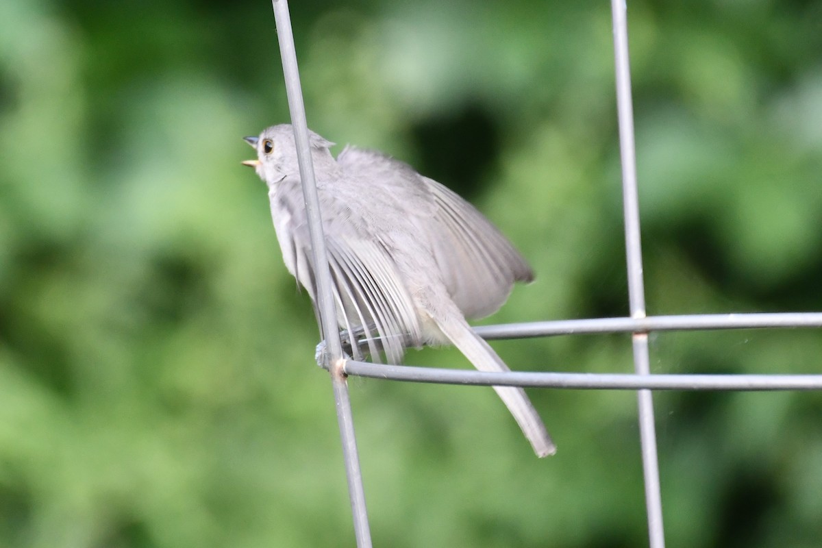 Tufted Titmouse - Carmen Ricer