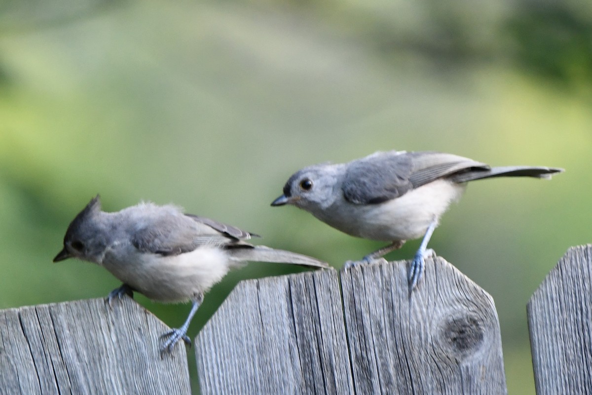 Tufted Titmouse - Carmen Ricer