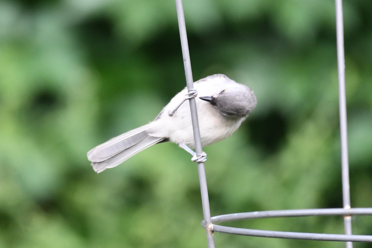 Tufted Titmouse - Carmen Ricer