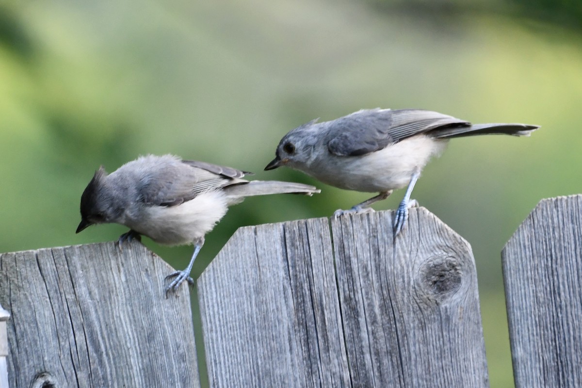 Tufted Titmouse - Carmen Ricer