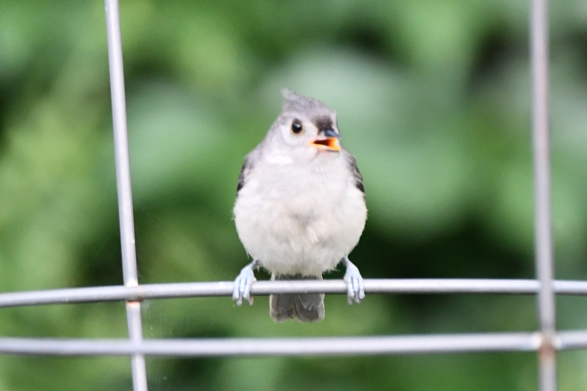 Tufted Titmouse - Carmen Ricer