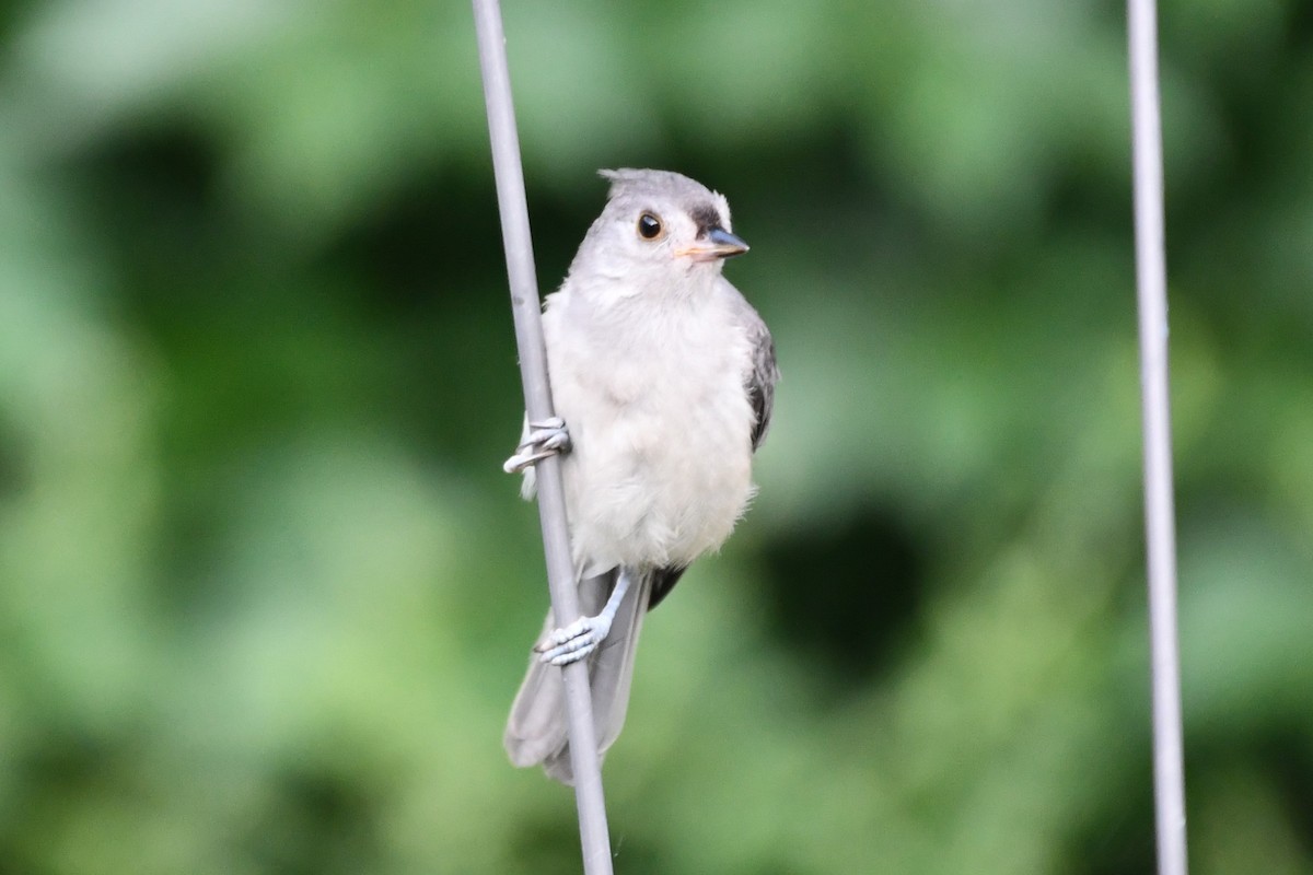 Tufted Titmouse - Carmen Ricer