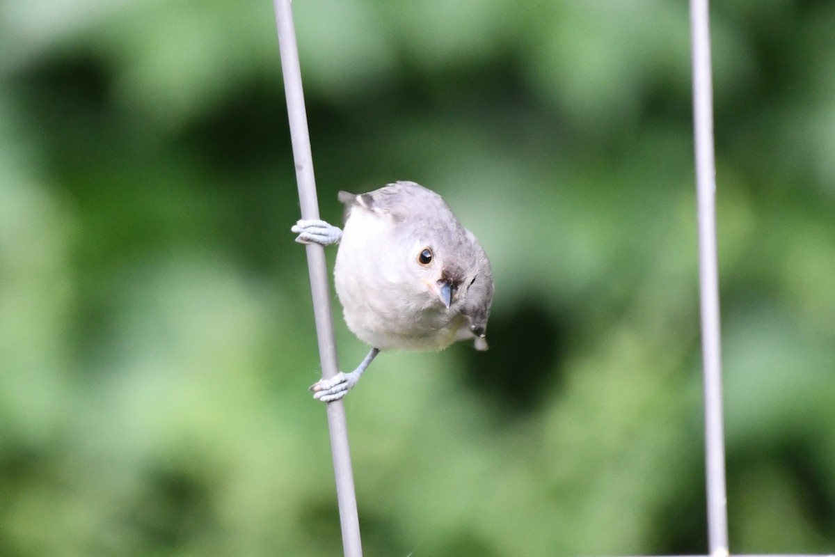 Tufted Titmouse - Carmen Ricer