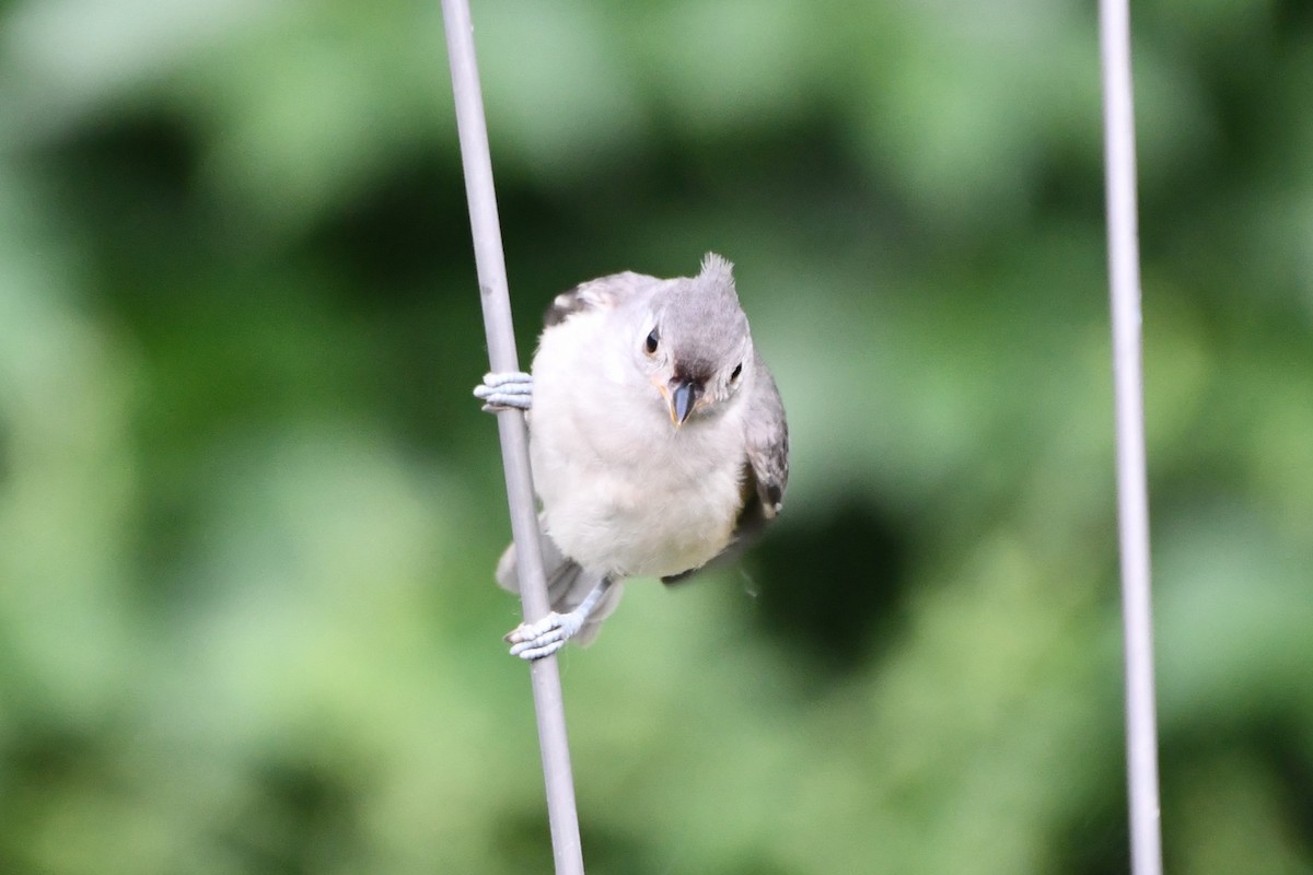 Tufted Titmouse - Carmen Ricer