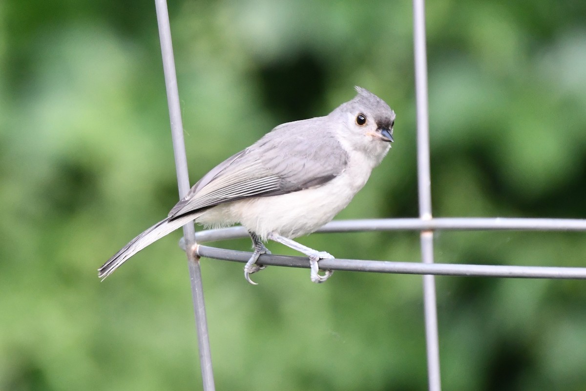 Tufted Titmouse - Carmen Ricer