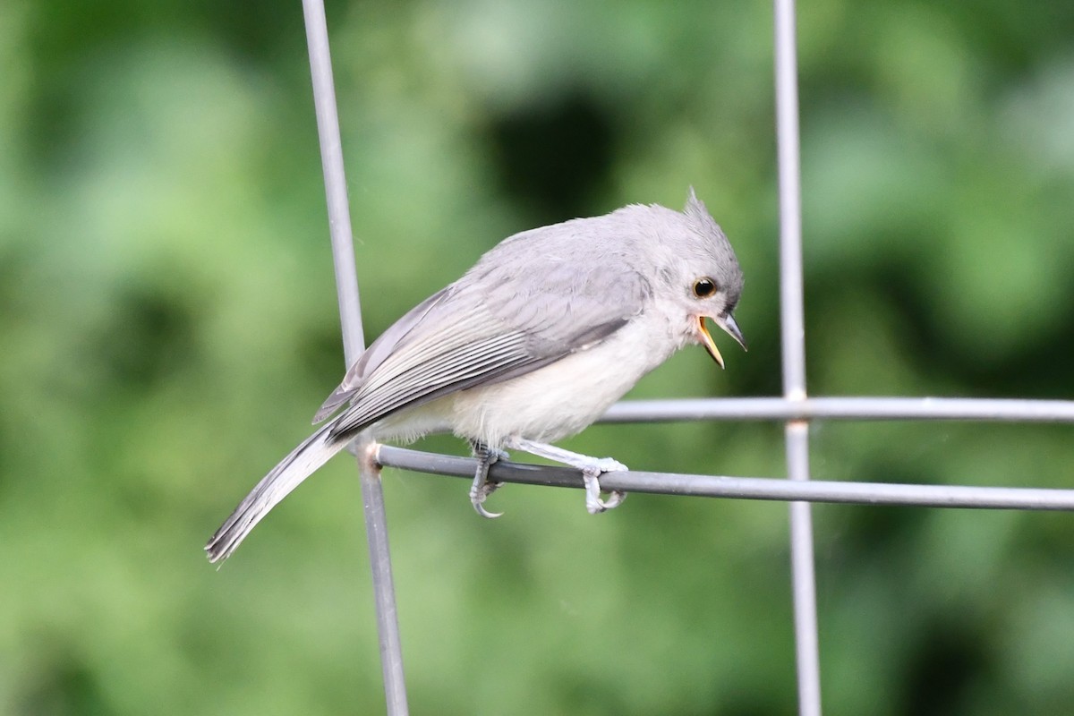 Tufted Titmouse - Carmen Ricer