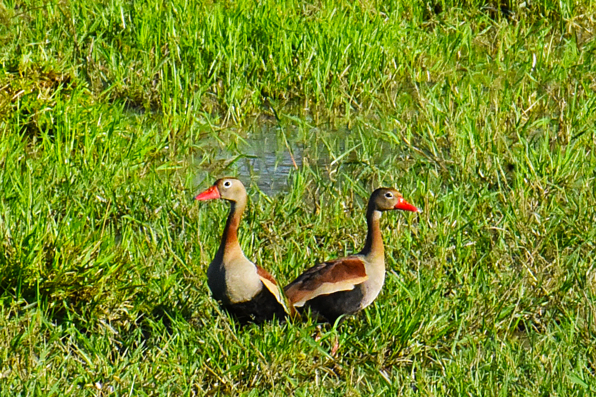 Black-bellied Whistling-Duck - Ricardo Gómez Samaniego