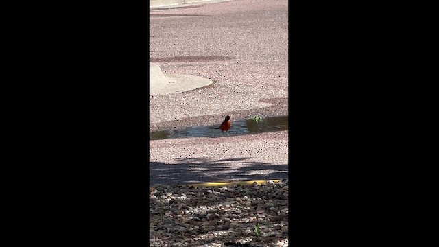 American Robin - ML619545905