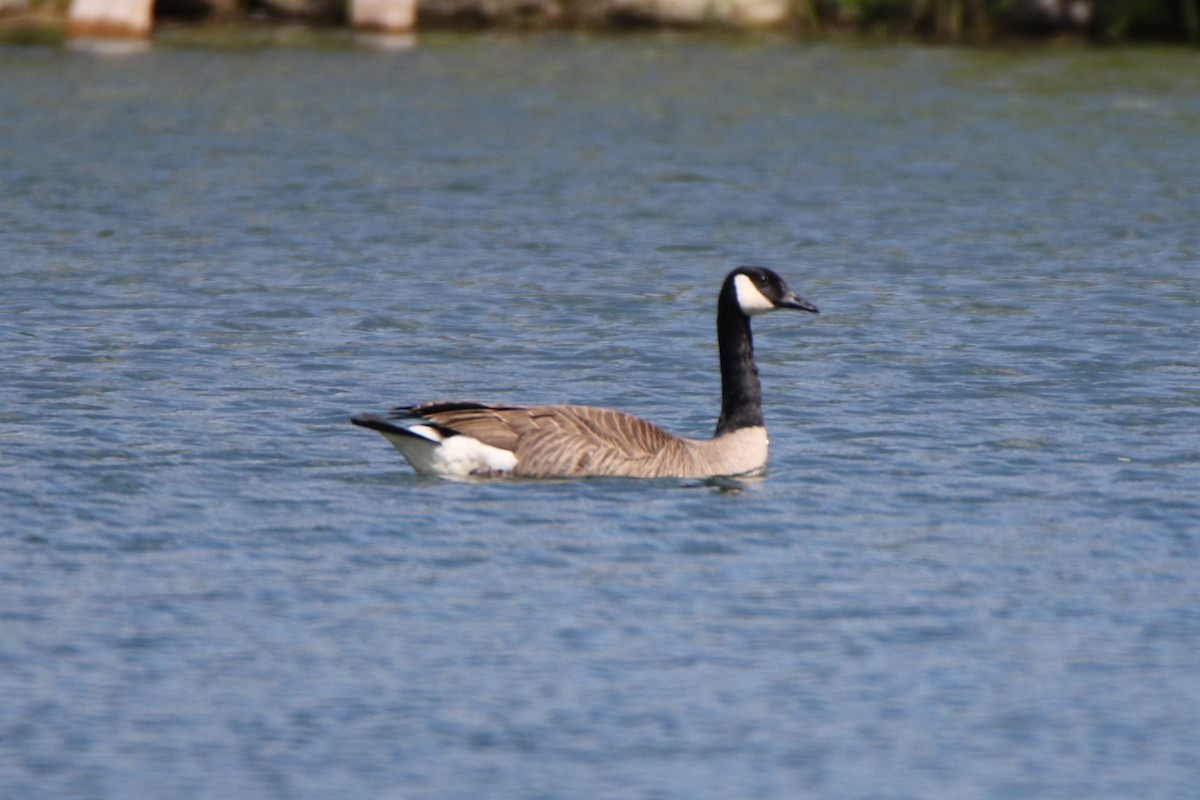 Canada Goose - Joe Baldwin