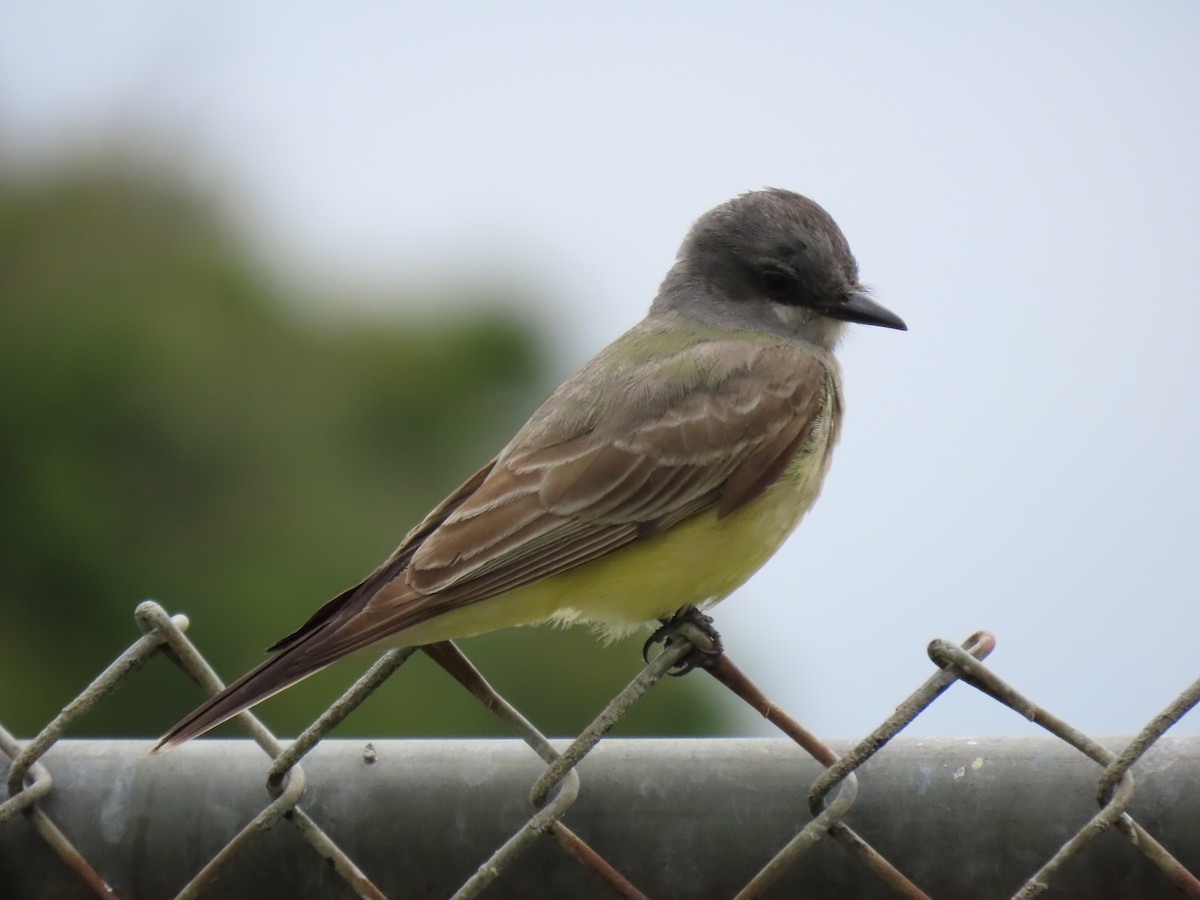 Cassin's Kingbird - Donna Bray