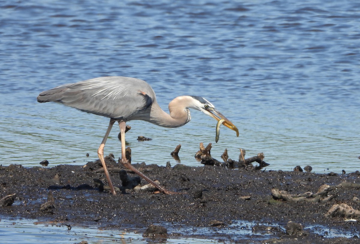 Great Blue Heron - Ed Wrzesniewski