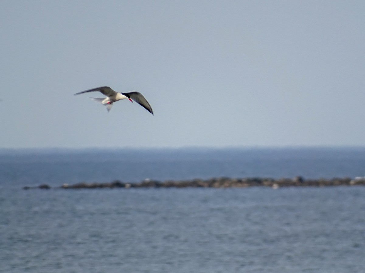 Common Tern - Matthew Wojciak