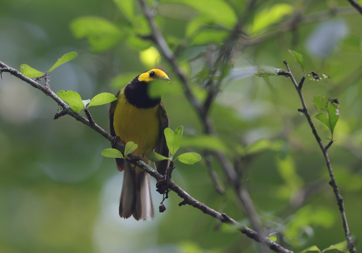 Hooded Warbler - Margareta Wieser