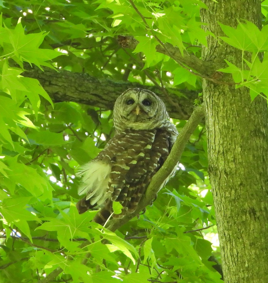 Barred Owl - Ed Wrzesniewski