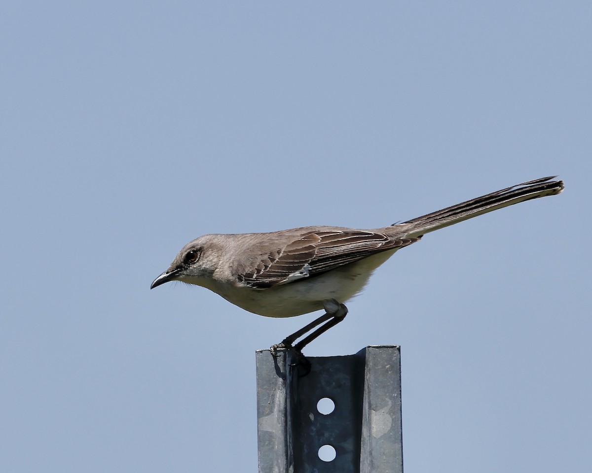 Northern Mockingbird - Cate Hopkinson