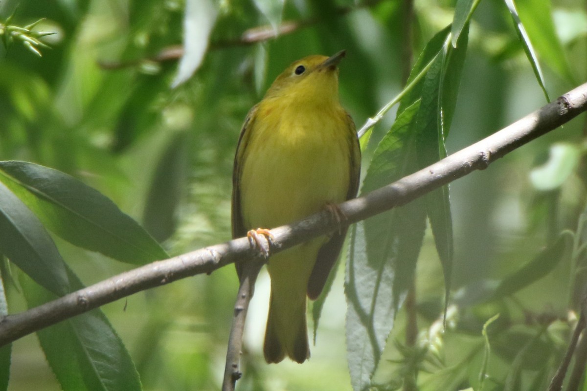 Yellow Warbler - Joe Baldwin