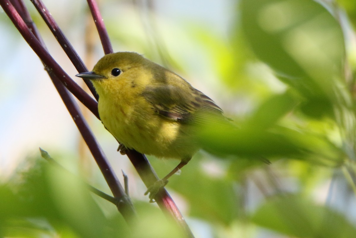 Yellow Warbler - Joe Baldwin