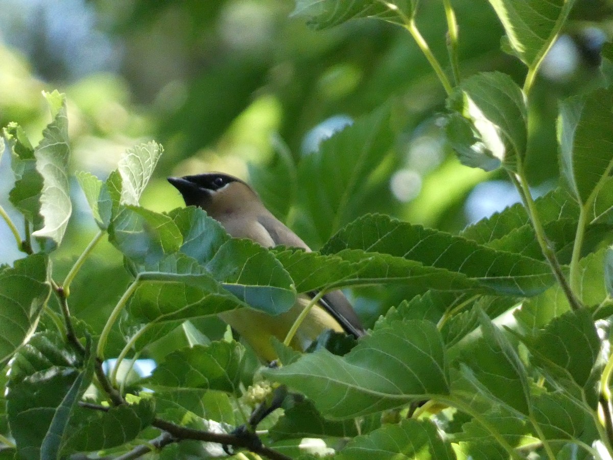 Cedar Waxwing - Roberto Macay