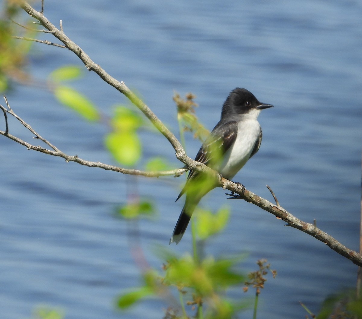 Eastern Kingbird - Ed Wrzesniewski