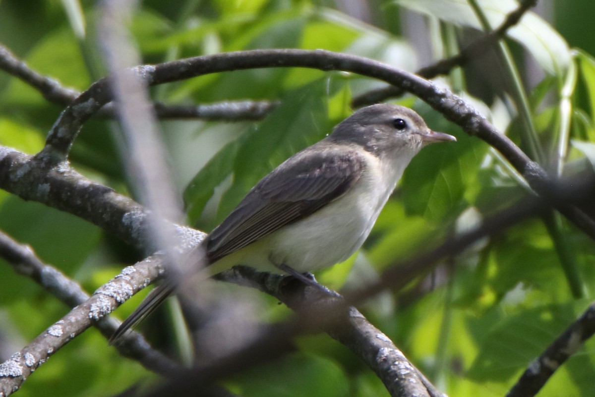 Warbling Vireo - Joe Baldwin