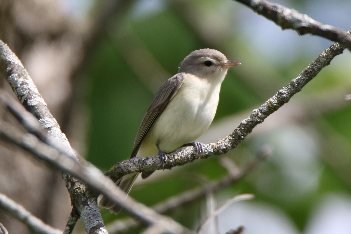 Warbling Vireo - Joe Baldwin