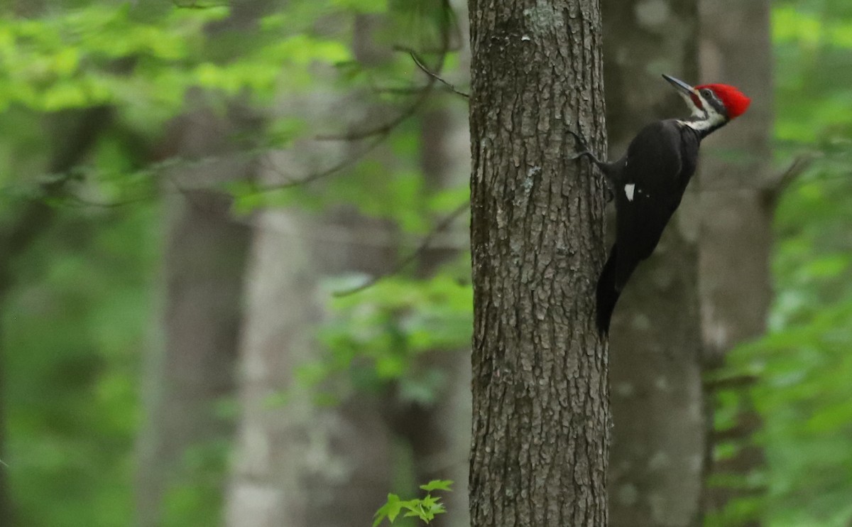 Pileated Woodpecker - Rob Bielawski