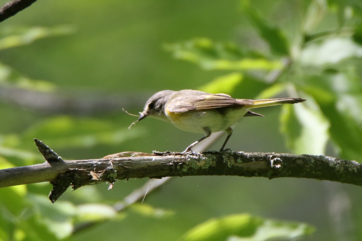 American Redstart - Joe Baldwin