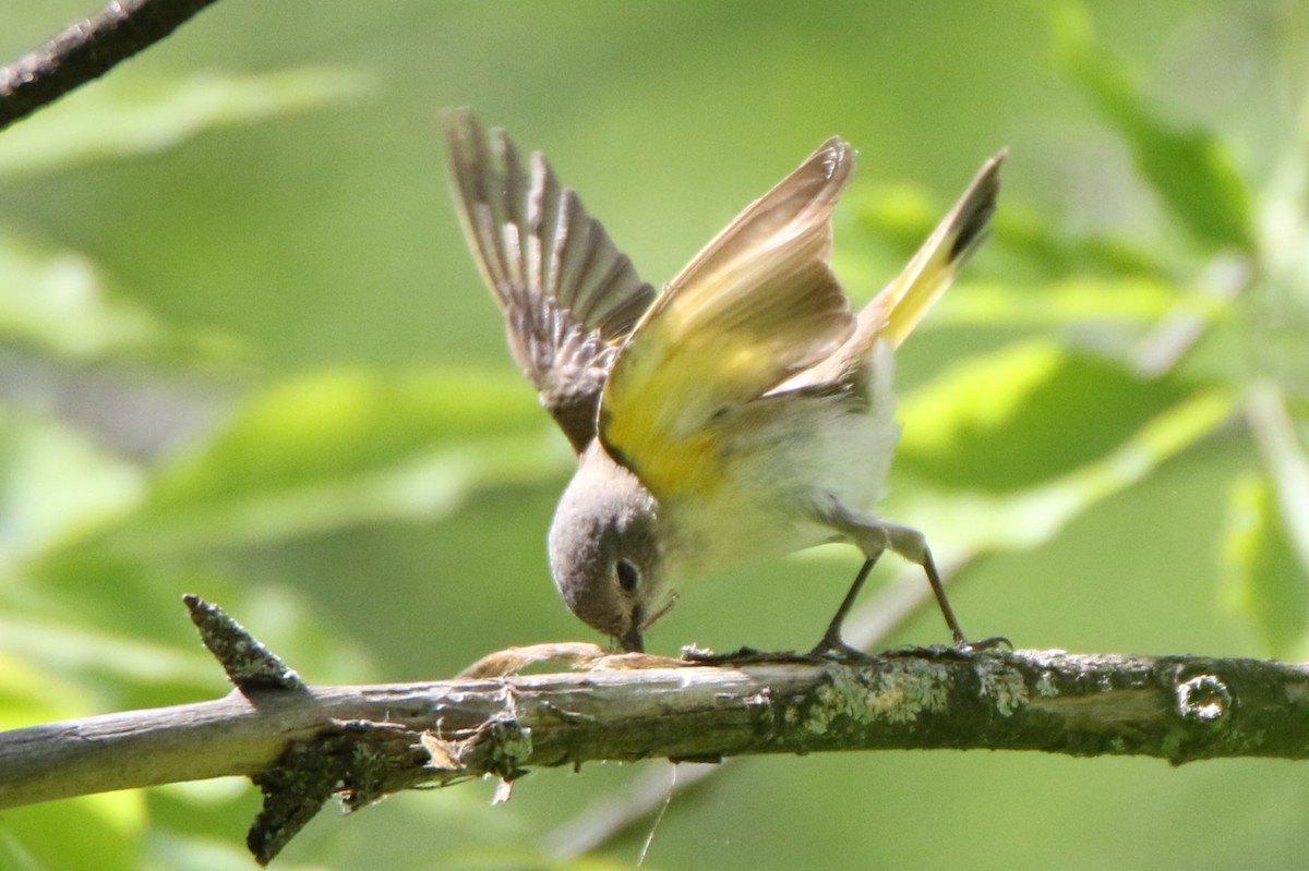 American Redstart - Joe Baldwin