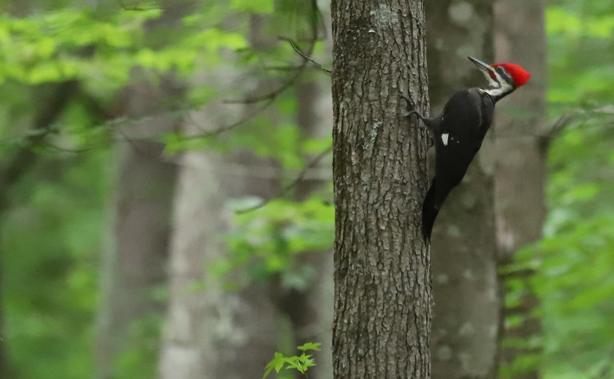 Pileated Woodpecker - Rob Bielawski