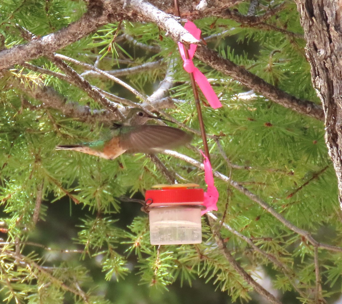 Broad-tailed Hummingbird - Lori Zabel