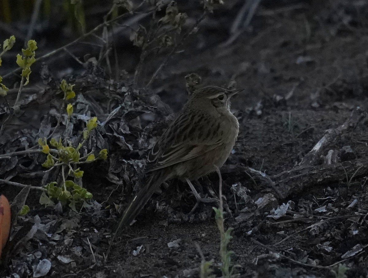 Austral Canastero - Olivares Barraza