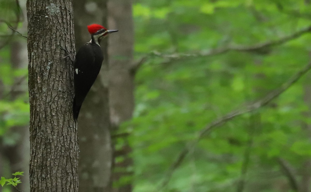 Pileated Woodpecker - Rob Bielawski
