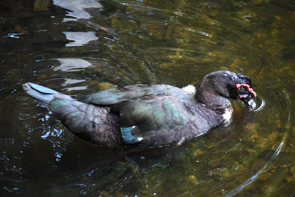 Muscovy Duck - Ricardo Gómez Samaniego