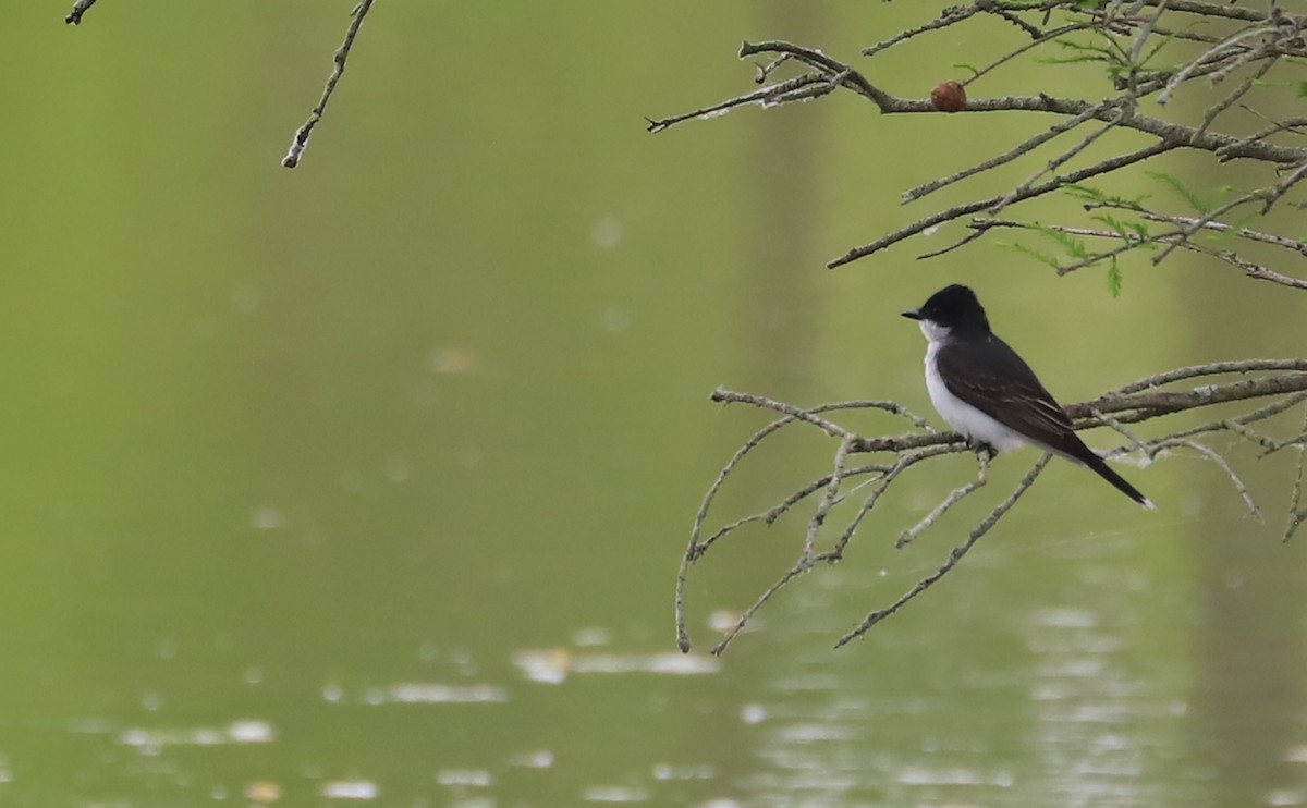 Eastern Kingbird - ML619545958