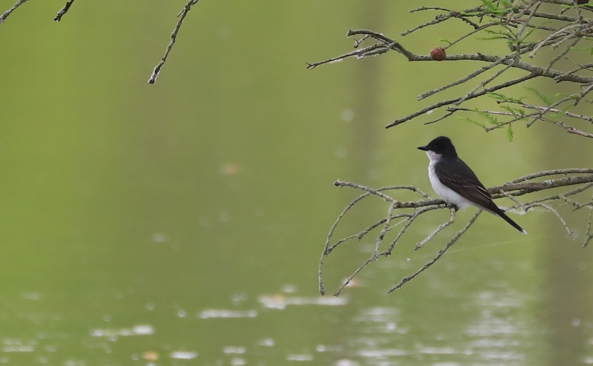 Eastern Kingbird - ML619545961