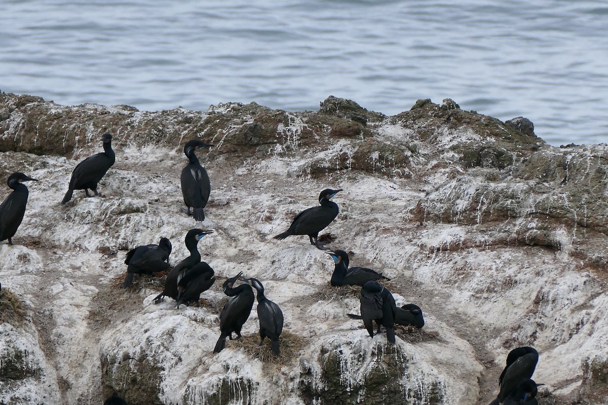 Brandt's Cormorant - Lauren Hatch