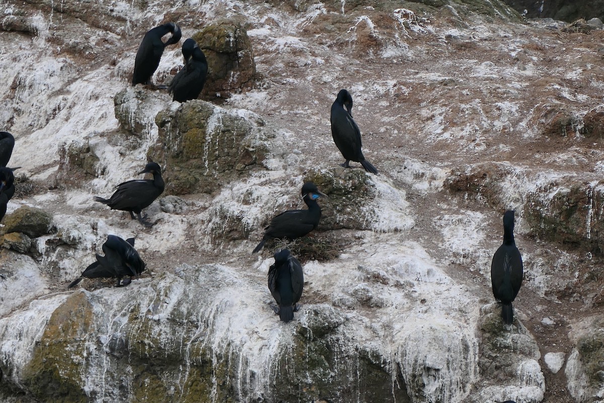 Brandt's Cormorant - Lauren Hatch