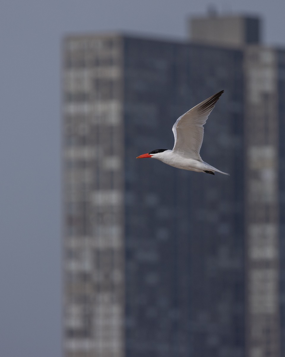 Caspian Tern - Joseph Bratta