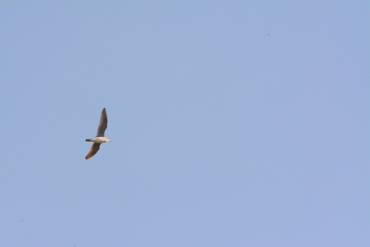 Upland Sandpiper - Wes Hoyer