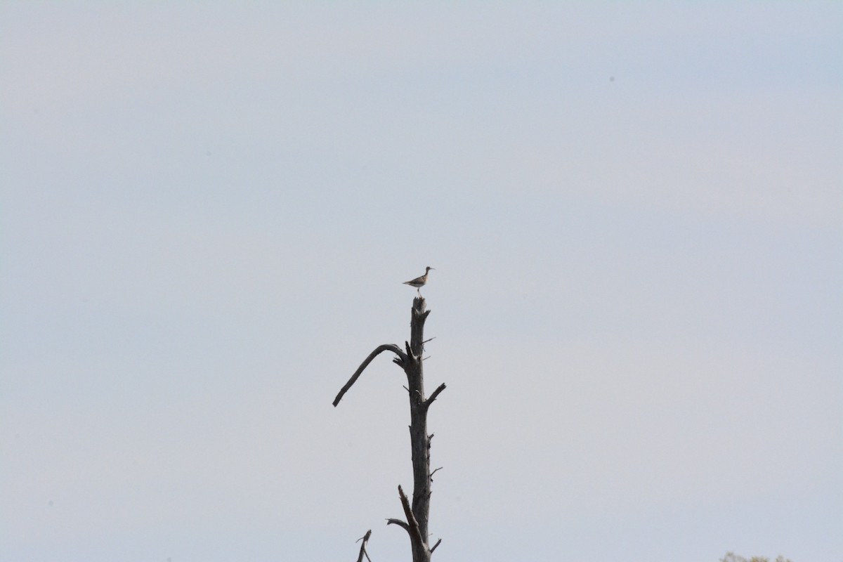 Upland Sandpiper - Wes Hoyer