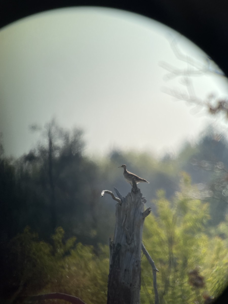 Upland Sandpiper - Wes Hoyer