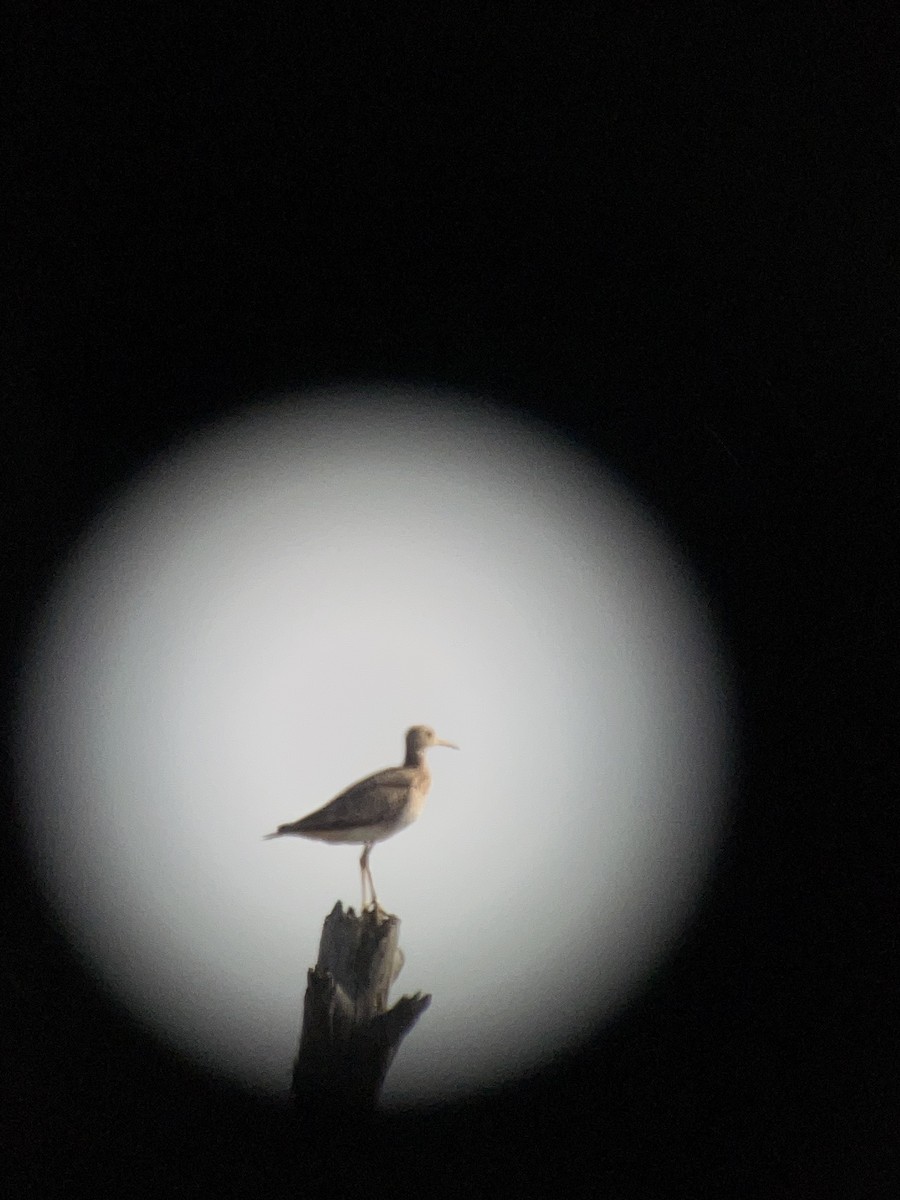 Upland Sandpiper - Wes Hoyer