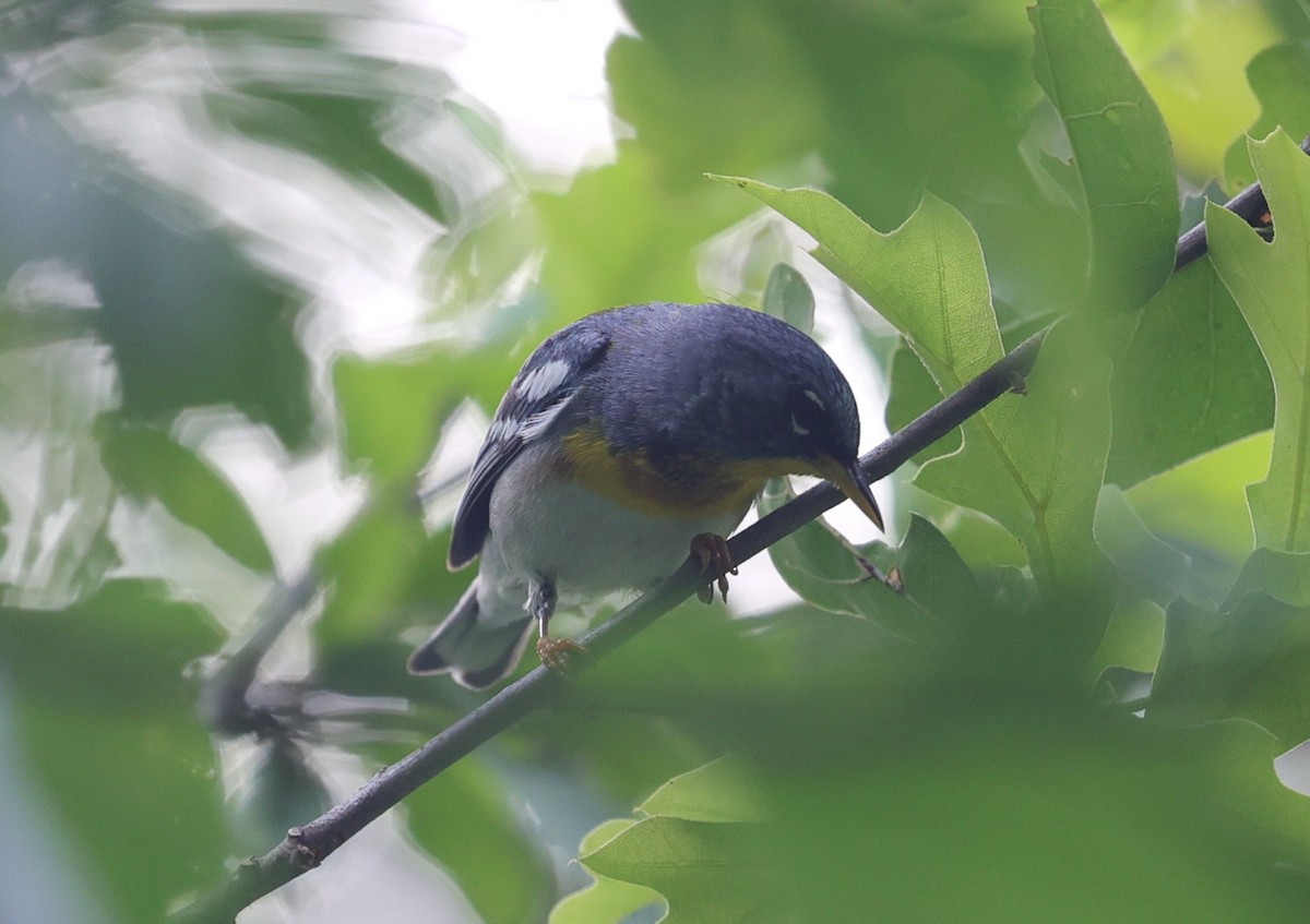 Northern Parula - Margareta Wieser