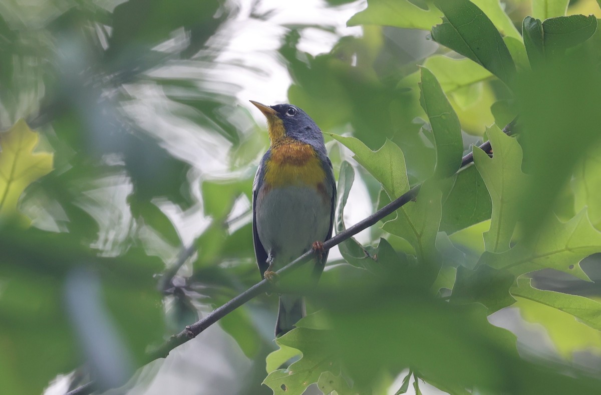 Northern Parula - Margareta Wieser