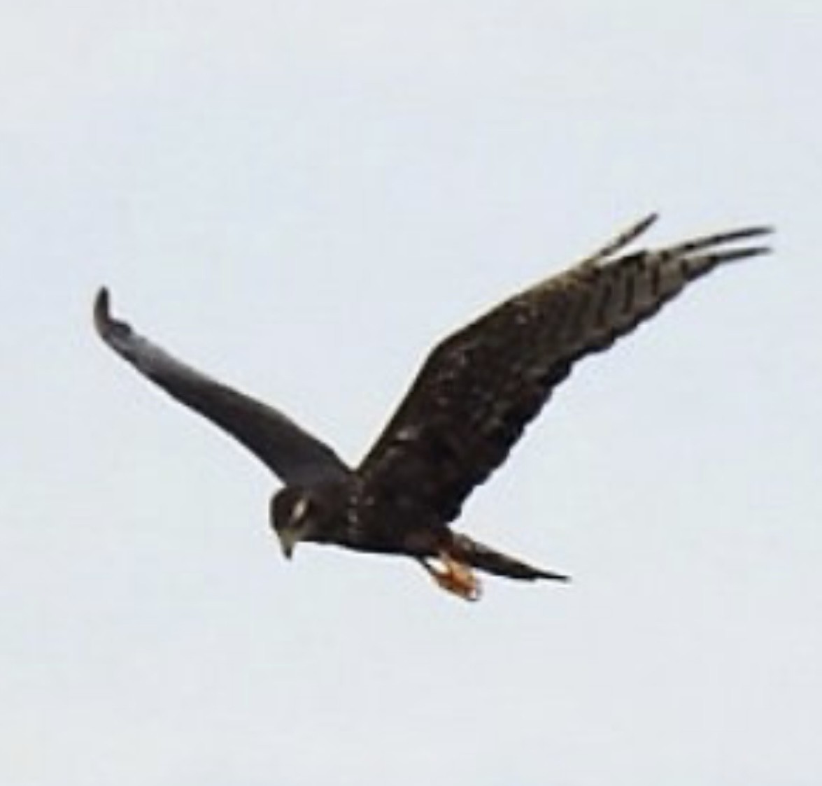 Long-winged Harrier - Leonardo Bordin